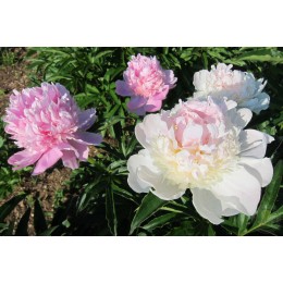 Пион Мистер Эд