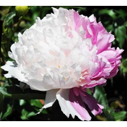 Пион Мистер Эд