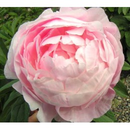 Пион Миртл Джентри