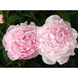 Пион Миртл Джентри