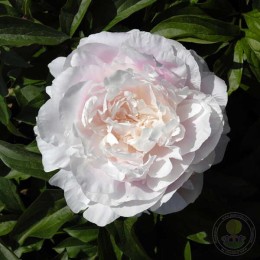 Пион Миртл Джентри