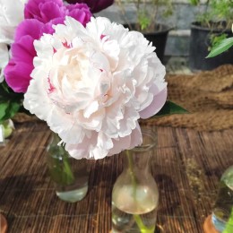 Пион Ник Шейлор