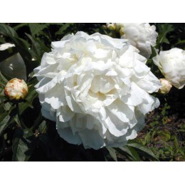 Пион Норма Волз