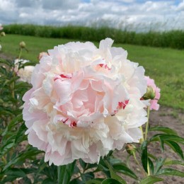 Пион Норма Волз