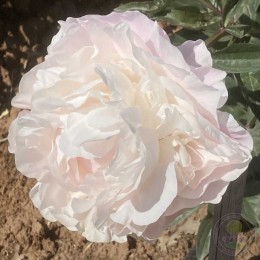 Пион Норма Волз