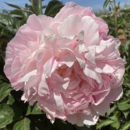 Пион Норма Волз