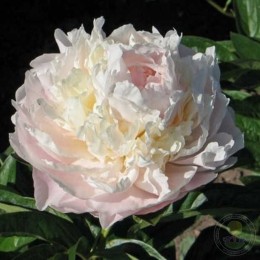 Пион Норма Волз