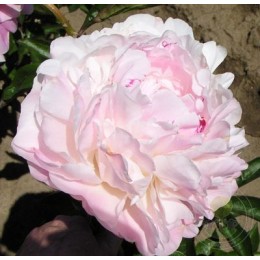 Пион Норма Волз