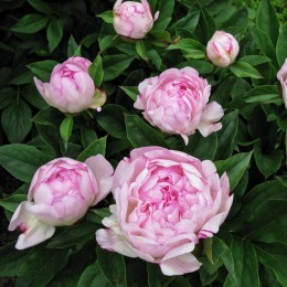 Пион Пти Элеганс