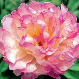 Пион Пти Элеганс