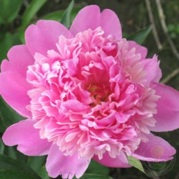 Пион Филомель