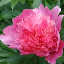 Пион Пинк Камео