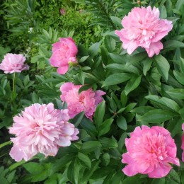 Пион Пинк Камео