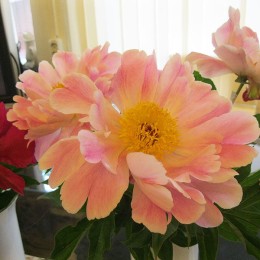 Пион Пинк Луо