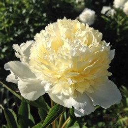 Пион Примавера