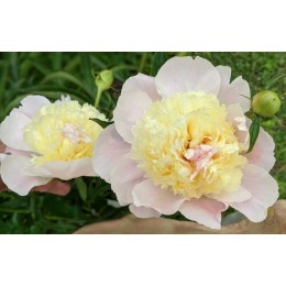 Пион Примавера