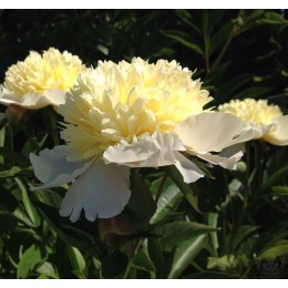 Пион Примавера