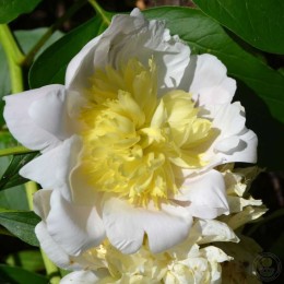 Пион Примавера