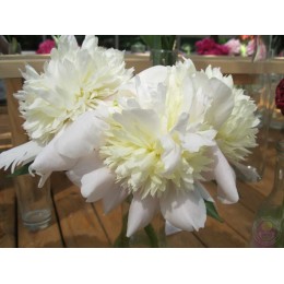 Пион Примавера