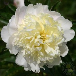 Пион Примавера