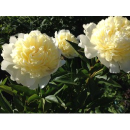 Пион Примавера