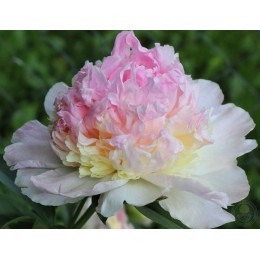 Пион Распберри Сандей