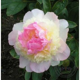 Пион Распберри Сандей