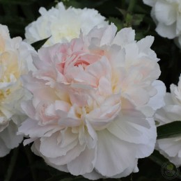 Пион Ширли Темпл