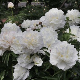 Пион Ширли Темпл