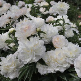 Пион Ширли Темпл