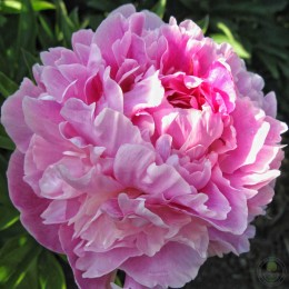 Пион Светлана Удинцева