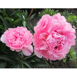 Пион Зе Фаун