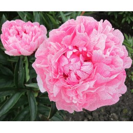 Пион Зе Фаун