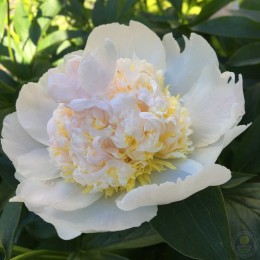 Пион Топ Брасс