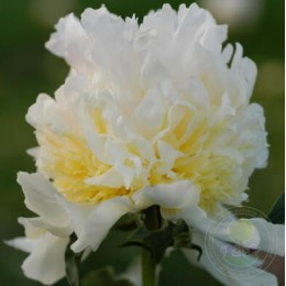 Пион Топ Брасс