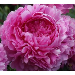 Пион Варенька