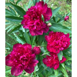 Пион Уайн Ред