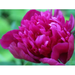 Пион Уайн Ред