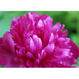 Пион Уайн Ред