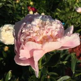 Пион Пинк Лимонад