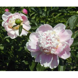 Пион Пинк Лимонад