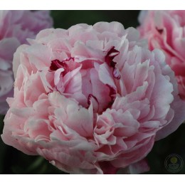 Пион Питертье Фринд Вагенаар