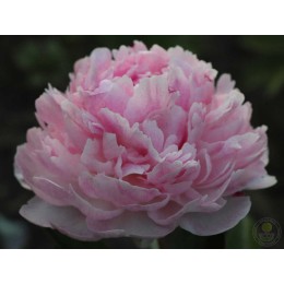 Пион Питертье Фринд Вагенаар