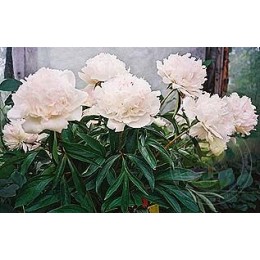 Пион Антарктида