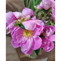 Пион Либхен