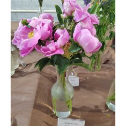 Пион Либхен