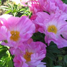 Пион Пиллоу Дримс