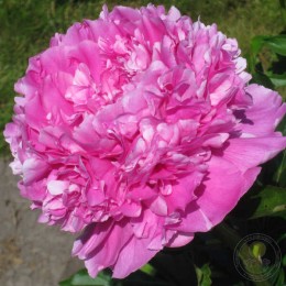 Пион Мадам Буланже