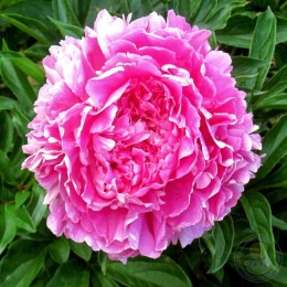 Пион Мадам Буланже