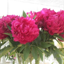 Пион Эйвис Варнер